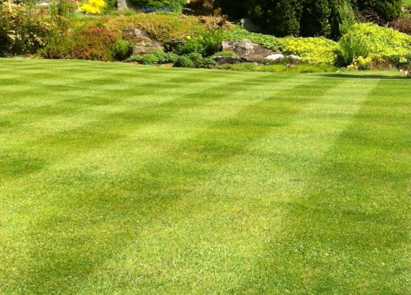 Cost of Commercial Grass Cutting in Gaithersburg